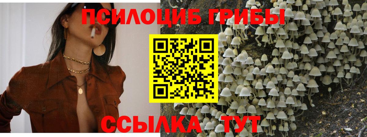 Галлюциногенные грибы Psilocybe Родники
